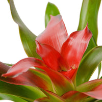 Close-up of a red bromeliad plant with green leaves on a white background