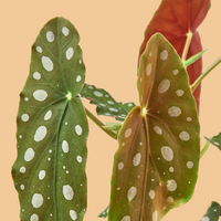 Polka dot begonia leaves with white spots on a peach background from House of Agave.