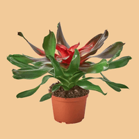 Potted plant with red and green leaves on a white background