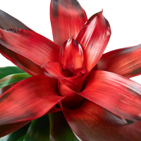 Close-up of a vibrant red bromeliad plant with a white background