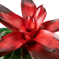 Close-up of a vibrant red bromeliad plant with a white background