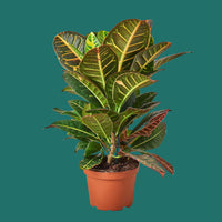 Potted plant with green leaves on a white background
