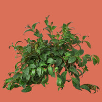 Large Lipstick plant on a plain background.