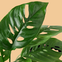 Close-up of a green leaf with holes, a Monstera adonsonii leaf, from House of Agave.