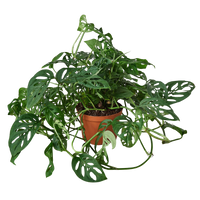 Potted green plant with heart-shaped Monstera Adonsonii leaves from House of Agave.