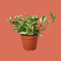Potted plant with green and white leaves on a terracotta background from House of Agave.