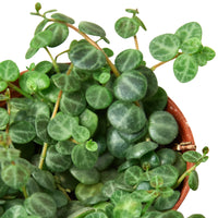 Peperomia prostrata, String of Turtles