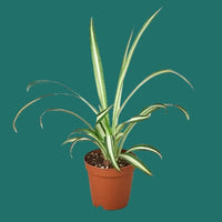 Potted plant with green leaves on a white background