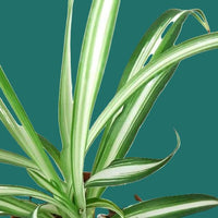 Spiderplant with green and white striped leaves on a green background by House of Agave.