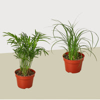 Two potted Palm plants on a beige surface with a white background