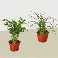 Two potted Palm plants on a beige surface with a white background