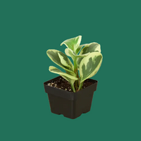 Potted plant with green and yellow leaves on a white background