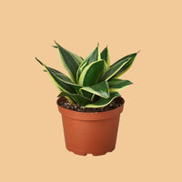 Sanseveria, Snake Plant Black Gold