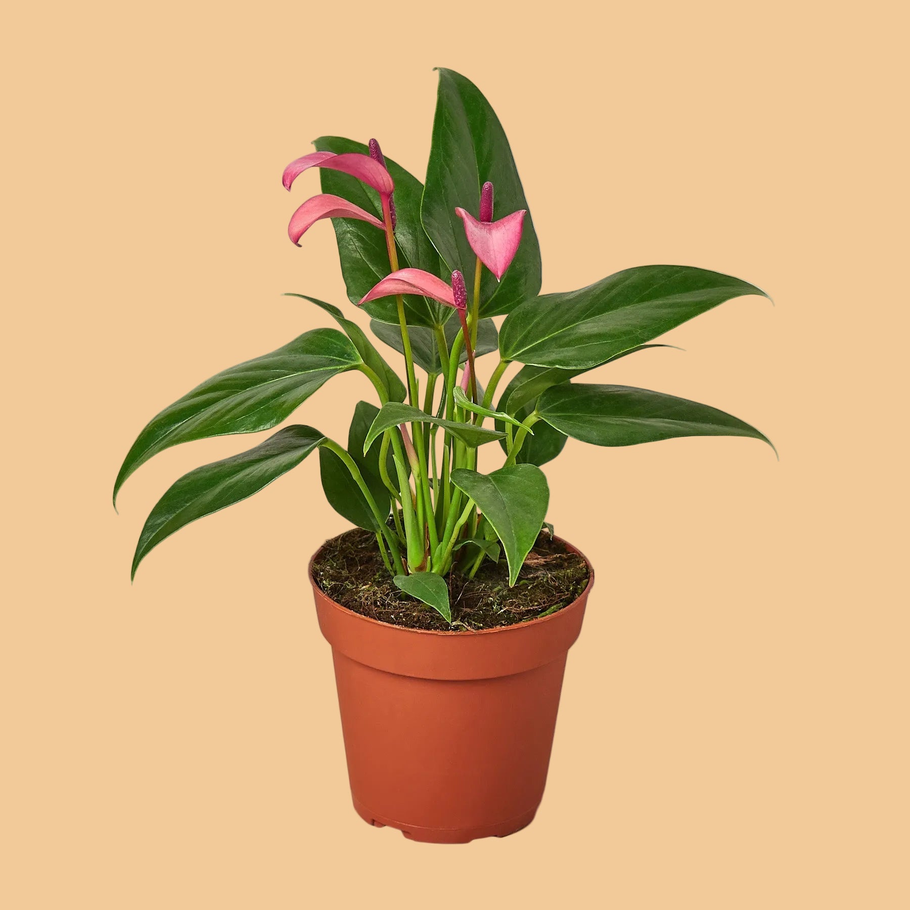 anthurium violet Anthurium 'Purple' 4" Pot