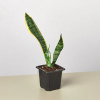 Potted snake plant on a neutral background