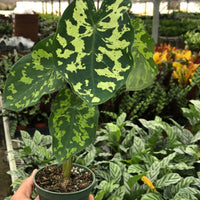 Hand holding a potted plant with green and yellow leaves in a greenhouse setting.