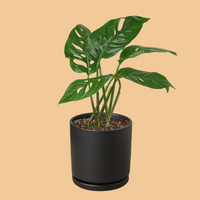 Monstera Adansonii 'Swiss Cheese'