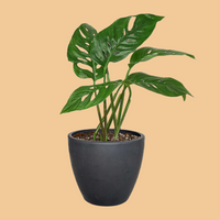 Potted plant with green leaves in a black pot on a white background