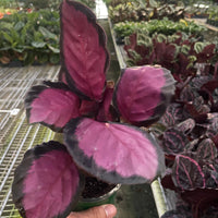 Hand holding a potted plant with pink and purple leaves in a greenhouse setting.