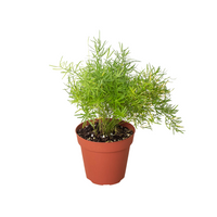 Fern Sprengeri, Asparagus Fern
