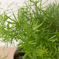 Fern Sprengeri, Asparagus Fern
