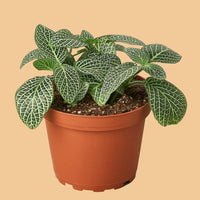Potted plant with green leaves on a peach background from House of Agave.