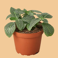 Potted plant with green leaves on a peach background from House of Agave.