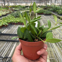 Hand holding a small Hoya chouke plant in a pot.