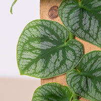 Close-up of green heart-shaped leaves on a wooden surface