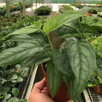 Hand holding a potted Monstera plant in a greenhouse setting at House of Agave.