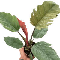 Hand holding a potted plant with large green leaves on a white background