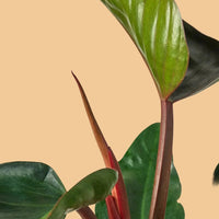 Close-up of a green leaf with red veins on a white background