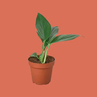 Potted philodendron with green leaves on terracotta background from House of Agave.