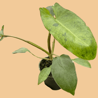 Hand holding a potted plant with large green leaves on a peach background by House of Agave.