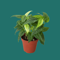 Potted Monstera siltepecana plant with green leaves on a green background by House of Agave.