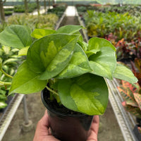 Potted green Pothos Global Green plant held in a greenhouse setting from House of Agave.