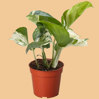 Potted Pothos Manjula plant with green leaves in a red pot on a peach background by House of Agave.