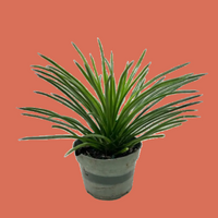 Potted Agave plant with long green leaves on a terracotta background from House of Agave.