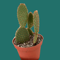 Hand holding a potted cactus plant from House of Agave