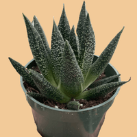 Hand holding a potted succulent Gasteria Durban plant against a peach background from House of Agave.