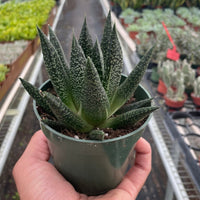 Person holding a potted succulent Gasteria Durban plant in a greenhouse setting.