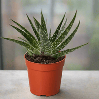 Potted Zimflora succulent