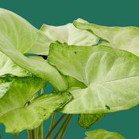 Syngonium White Butterfly, Syngonium podophyllum