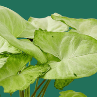 Syngonium White Butterfly leaves