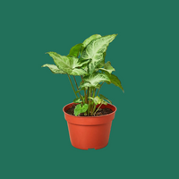 Syngonium White Butterfly, Syngonium podophyllum