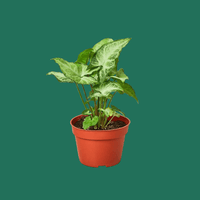 Syngonium White Butterfly