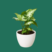 Syngonium White Butterfly, Syngonium podophyllum