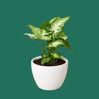 Syngonium White Butterfly, white eco-pot