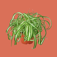 Potted spider plant with long, trailing leaves on a terracotta background.
