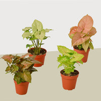 Syngonium Arrowhead Bundle -Set of 4